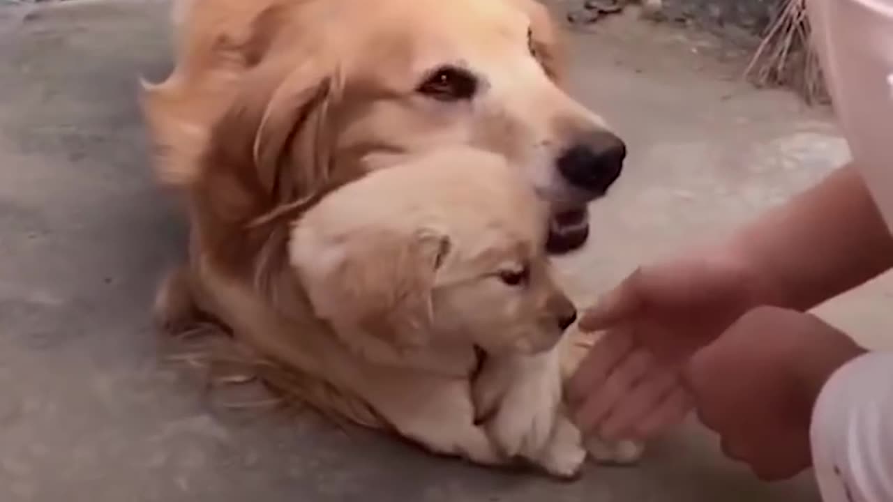 puppies and dogs
