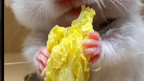 Funny Mouse 🐀🐁🐁🐀