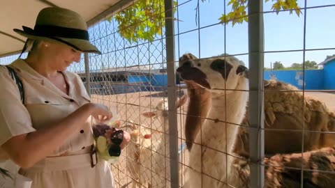 Llama Playfully Sprays a Woman with Spit During Feeding