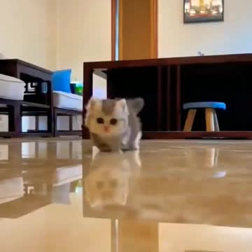 cute baby cat 🐈😺#cute #funny #cat #shorts