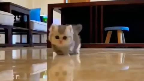 cute baby cat 🐈😺#cute #funny #cat #shorts