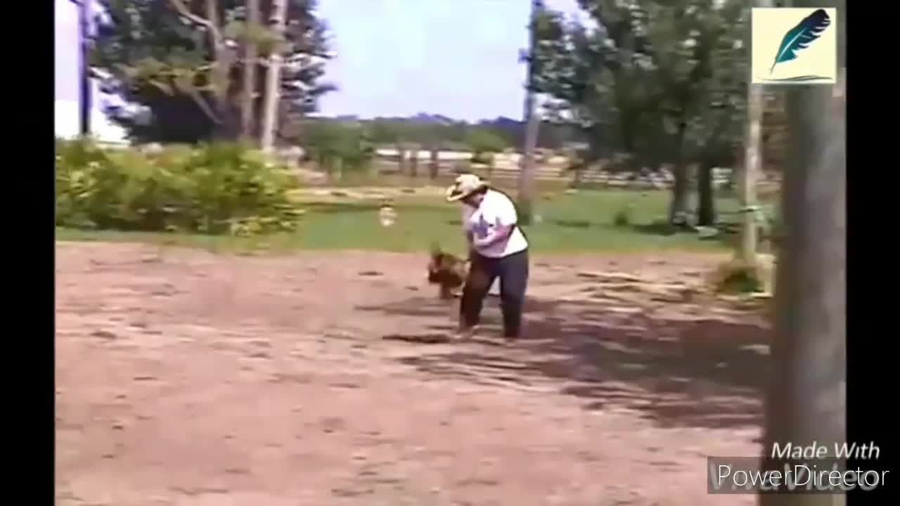 Funny chickens and roosters Chasing kids and adults 😂😂||funny videos compilation 2020.