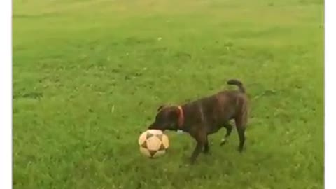 Crazy dog