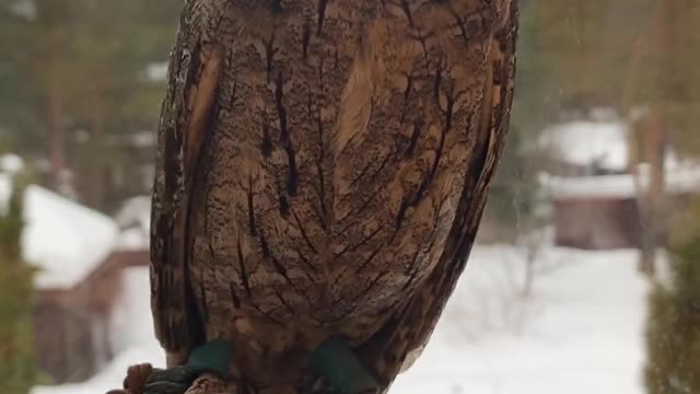 Eurasian Scops Owl Shows off Flexible Neck