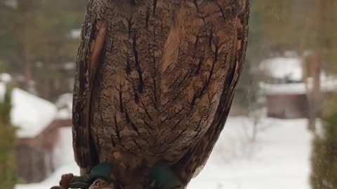 Eurasian Scops Owl Shows off Flexible Neck