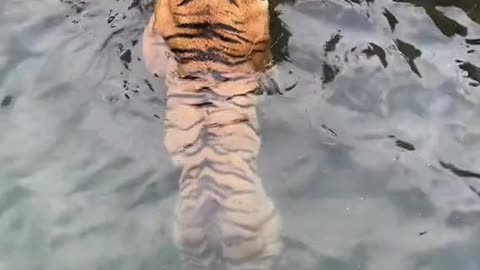 tigers