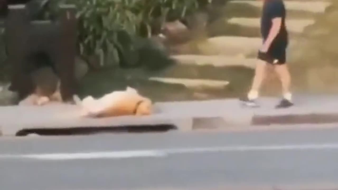 Dog Refuses To Continue Walking Mid-Way Through Its Walk