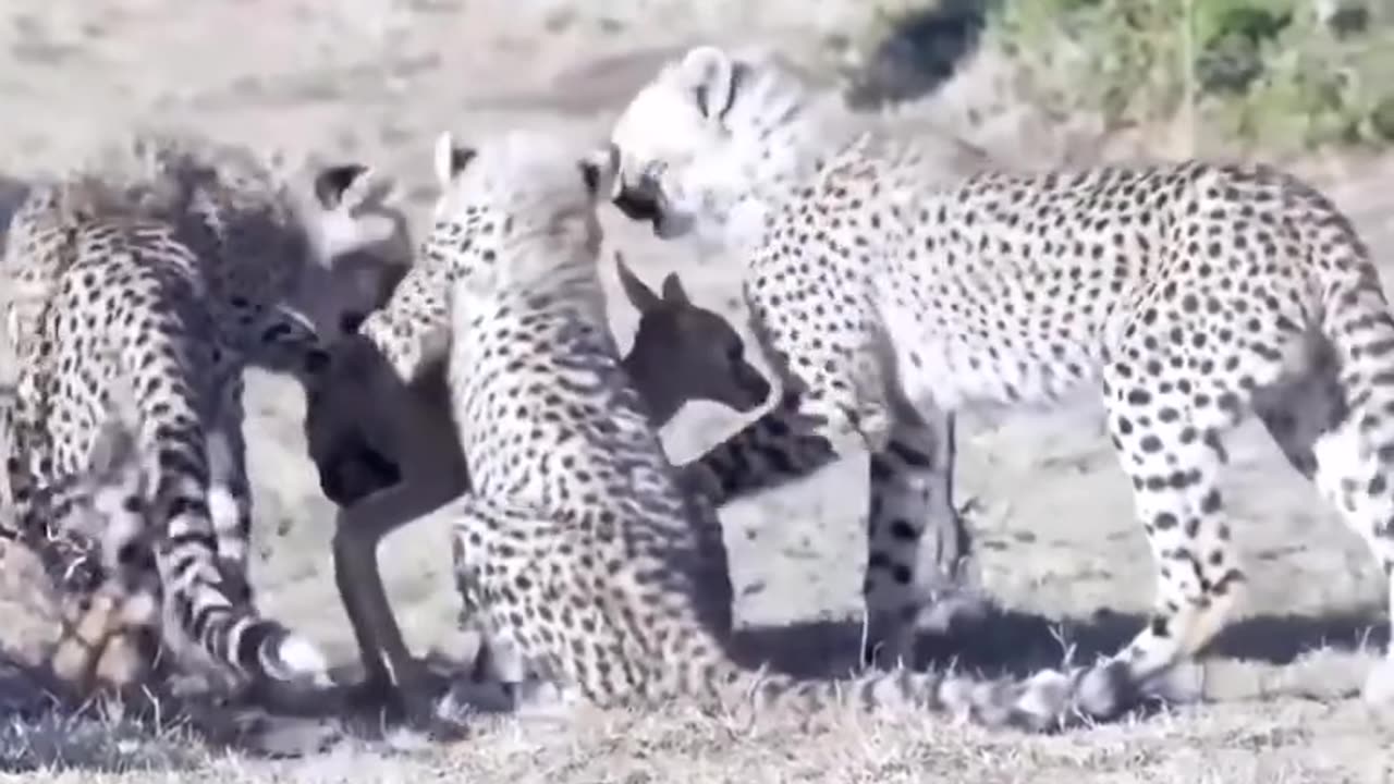 Leopards catch wild deer