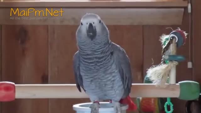 talking parrot parrot #5