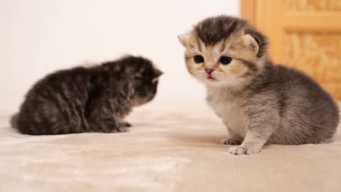 Kittens call their siblings. The worried big brother cat rushes over