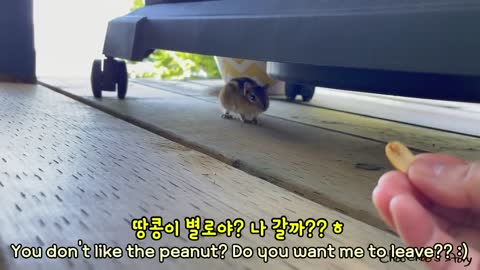 바베큐 안으로 숨어 들어간 다람쥐 A Chipmunk Hides In My Barbecue