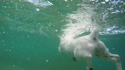 The best and coolest dog