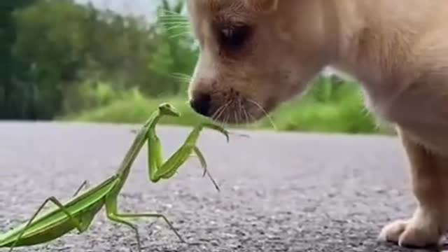 Cute and Funny dog Videos Compilation | Cute dogs of the world