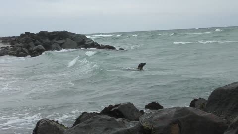 Dog playing with waves at the beach