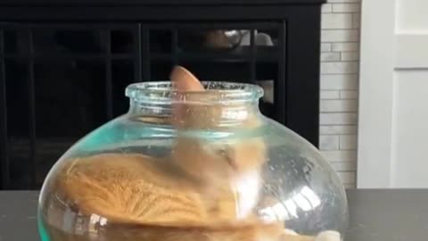 Actual proof that cats are liquids