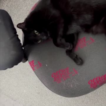 Adopting a Cat from a Shelter Vlog - Precious Piper Takes Over Office #shorts