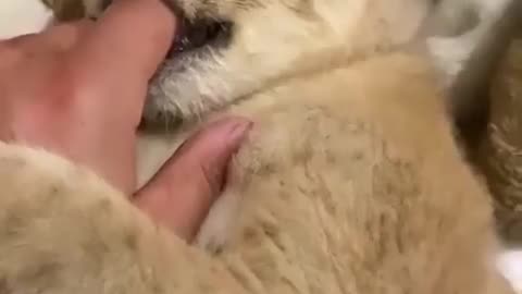 So human like