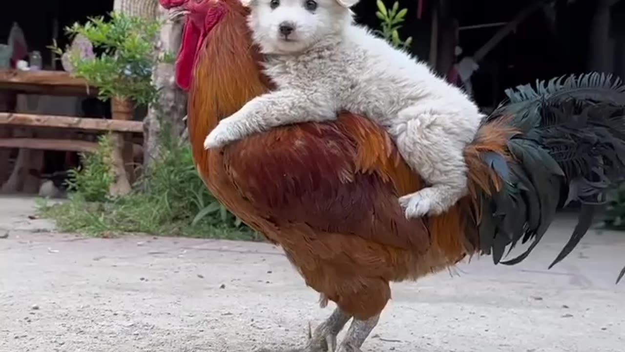 Cute Dog 💕💞❤️ viral video