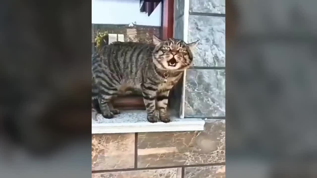 This cat can speak English better than a human.