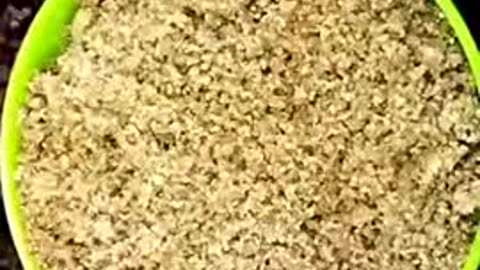 tunukai moist