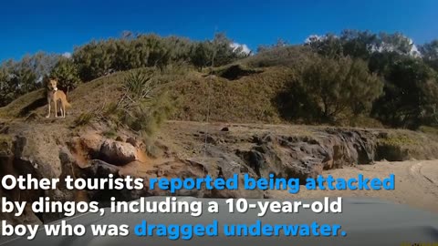 Dingo caught on camera biting sunbathing tourist