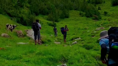 Hunza meadows