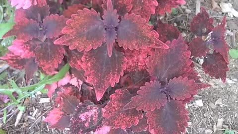 Coleus