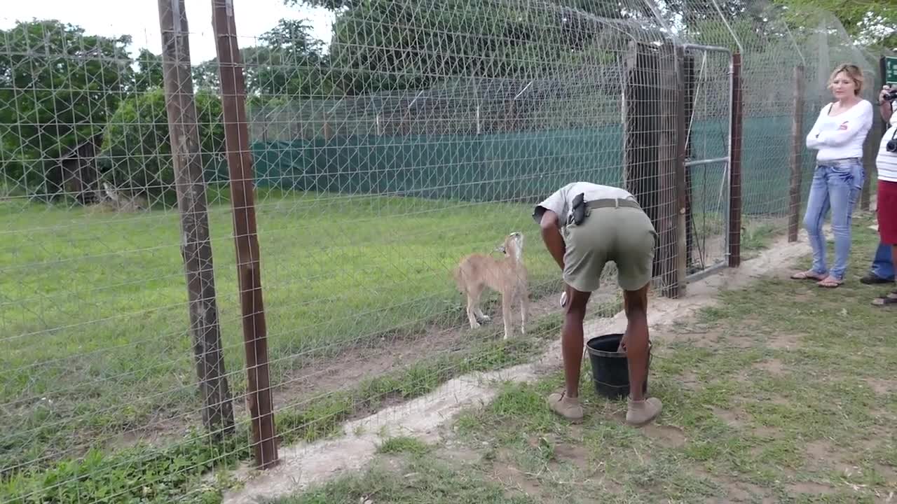 The jumping ability of caracal cat wow