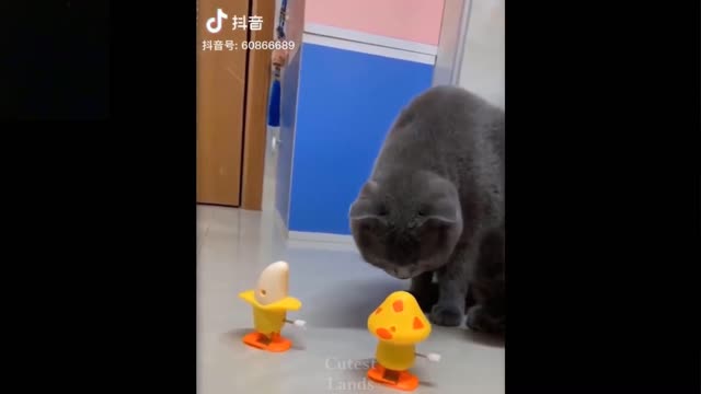 Cat playing with children's toys