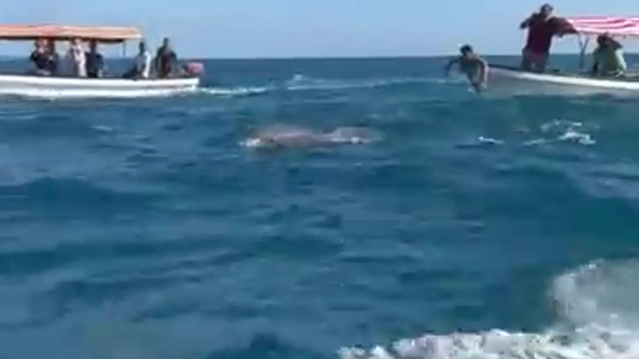 Girl jumps into water to swim with Dolphins 🐬