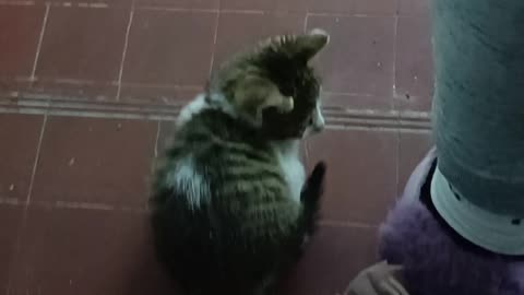 Shoes Are Much More Stylish With Kittens On Them