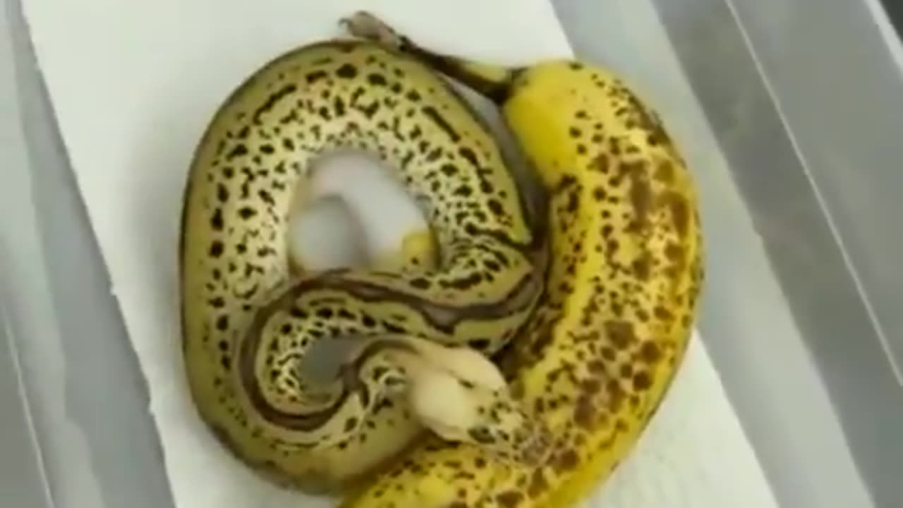 Ripe banana snake 😊