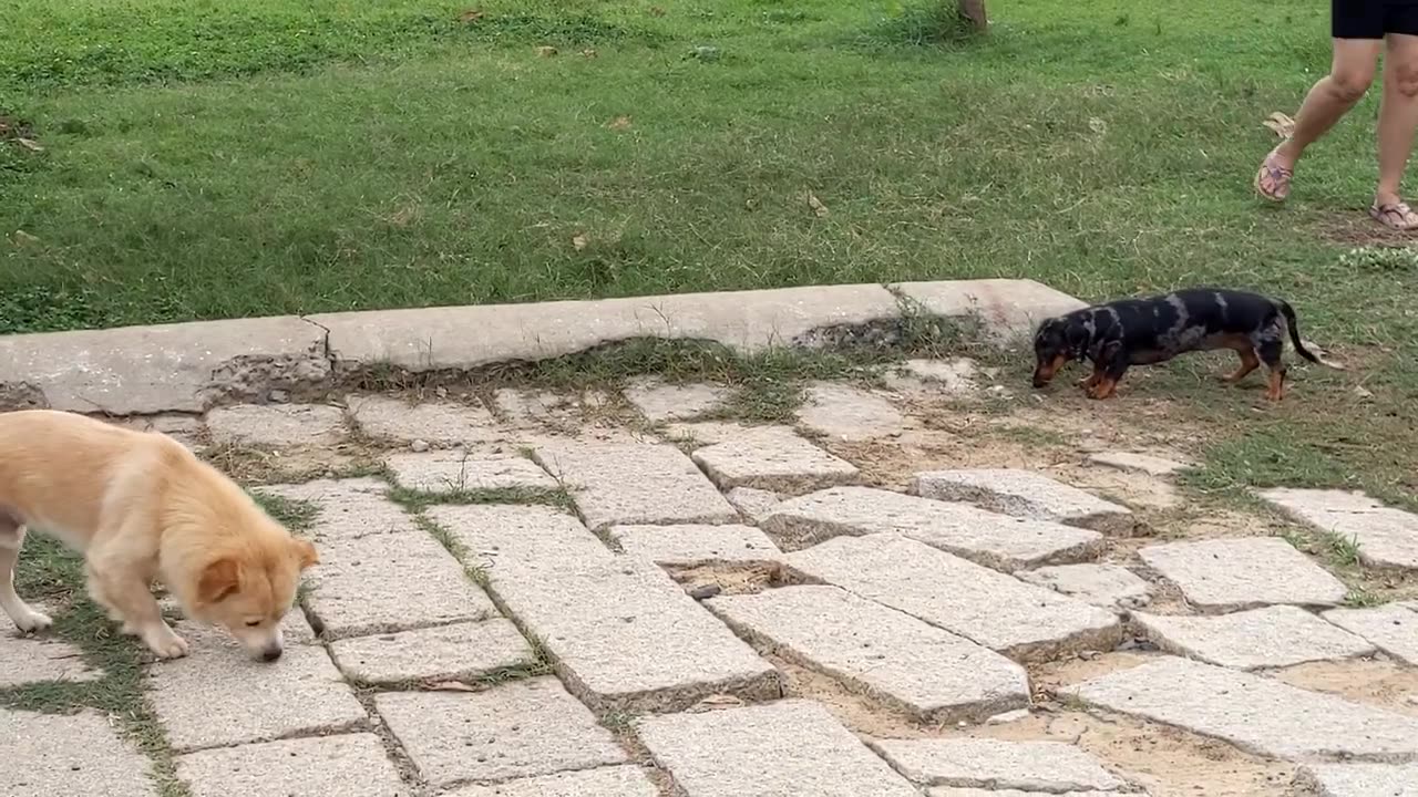 These puppies are playing with their owners 😺🤣|they are enjoying and entertaining