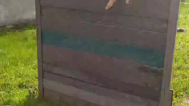 Бельгийская овчарка