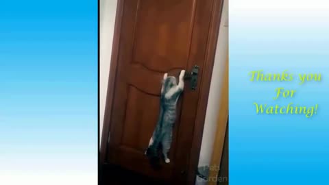 Cat Wants to Open the Door