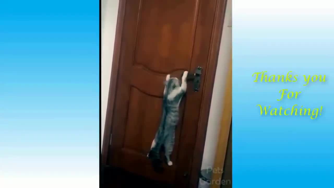 Cat Wants to Open the Door