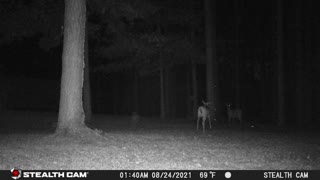 The woods have eyes