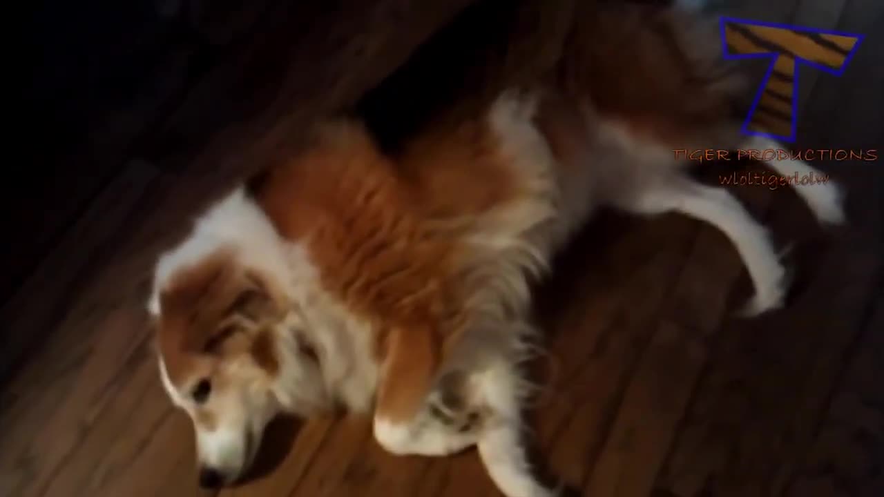 Funny, Cute and Guilty Dog Compilations