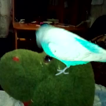 Kesha's Parrot
