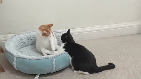 Cats Fight Over Bed