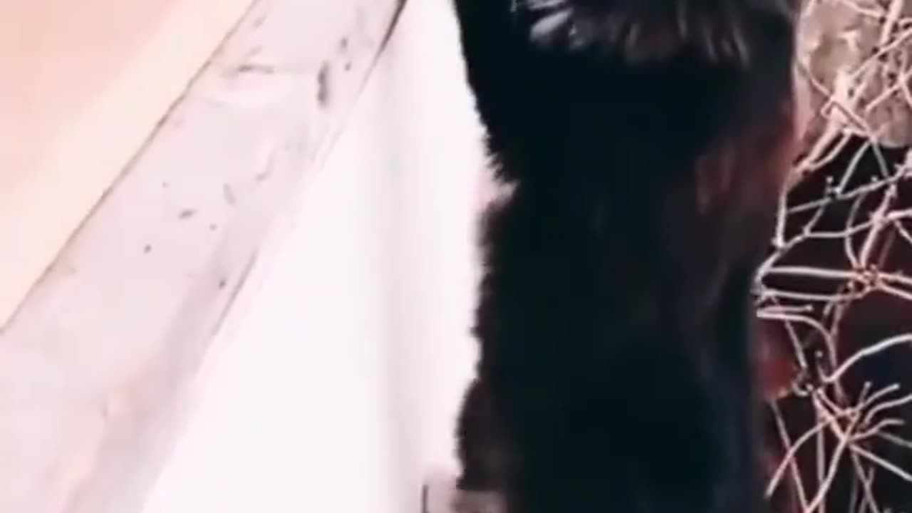 Cat James Bond Funny 😁