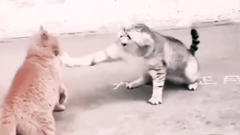 cute and funny animals video