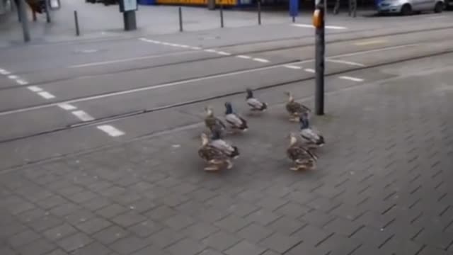 funny ducks know how to stop at red lights