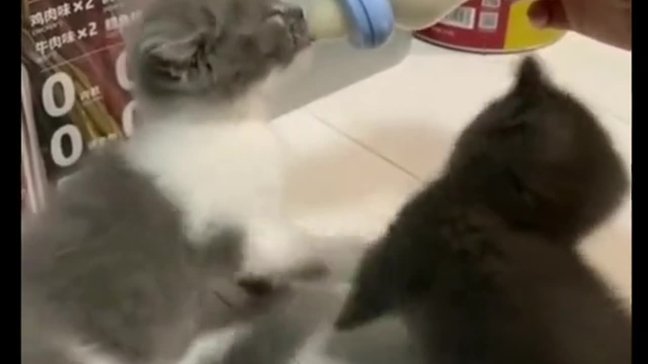 😻A fight👊between🤏brothers😻for milk🍼😹