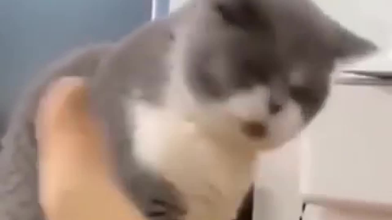 Funny pets
