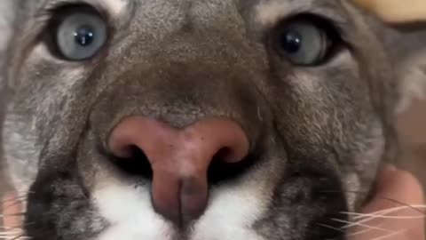 Mountain lion pet 😱😱😱