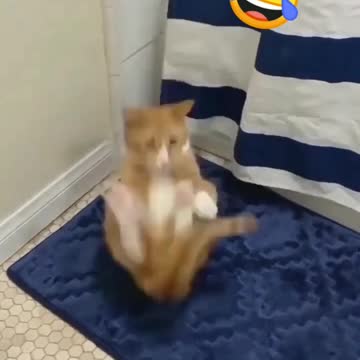 funny cat short videos