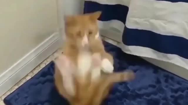 funny cat short videos