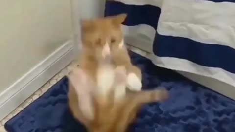 funny cat short videos