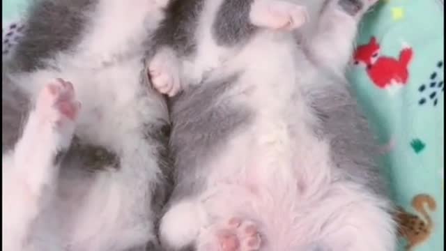 Guess if they're asleep